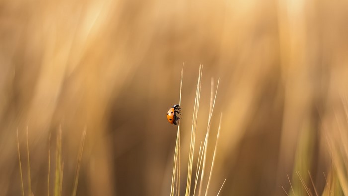 Ladybug on a blade of grass