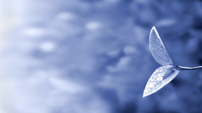 Blue Leaves on a Branch