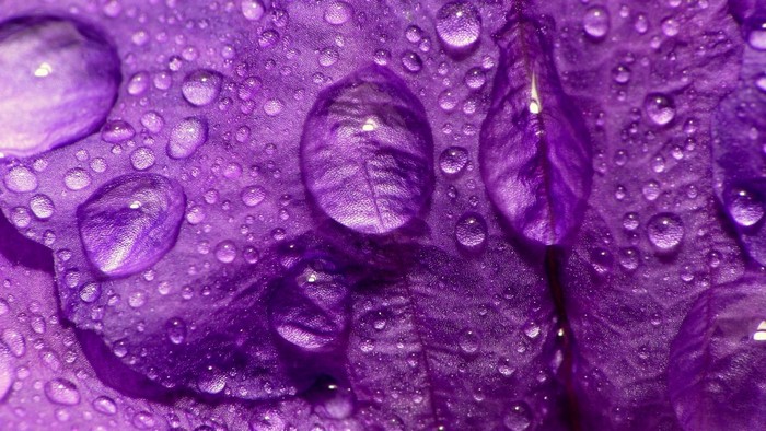 Close-up of purple iris petals with water droplets