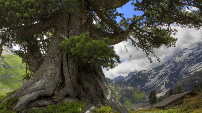 Ancient tree in a mountainous landscape