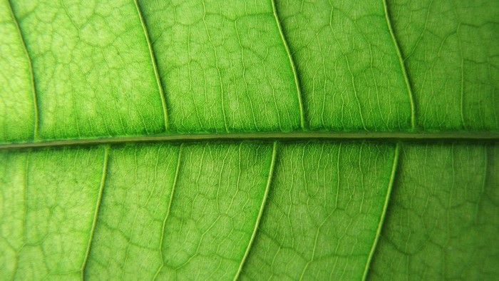 Macro view of a green leaf's veins