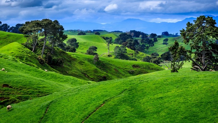 Green rolling hills with trees in New Zealand