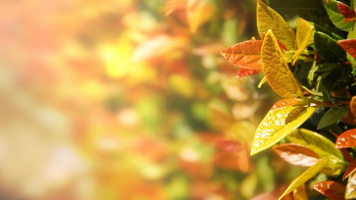 Close-up of Autumn Leaves with Sunlight