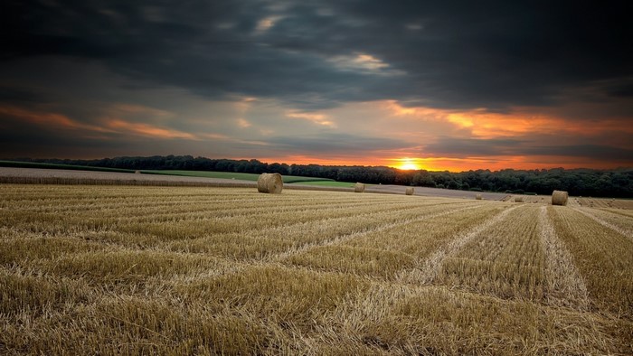 Hay bales in a harvested field at sunset