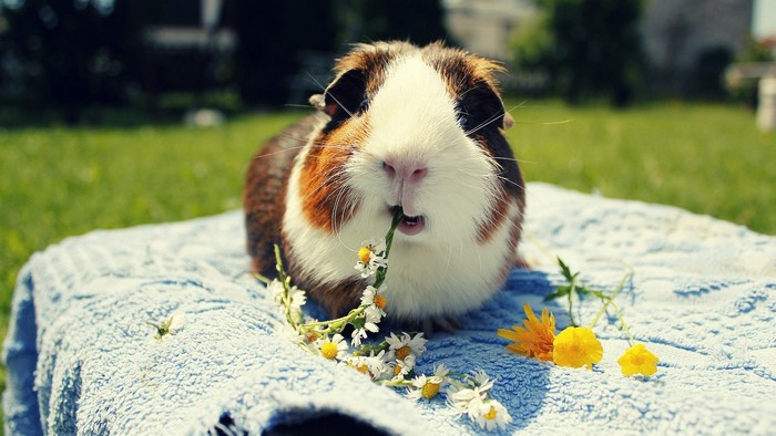 Guinea Pig Resting on a Blue Towel