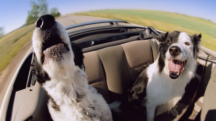 Two dogs enjoying a road trip in a convertible