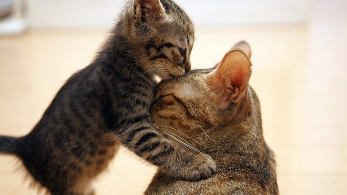 Kitten kisses mother cat