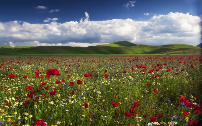 Field of red poppies and wildflowers under a blue sky