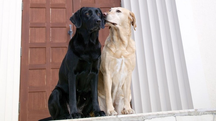 Two Labrador dogs, one black and one yellow, sitting together