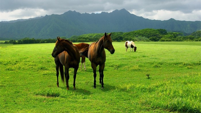 Horses in a green field with mountains