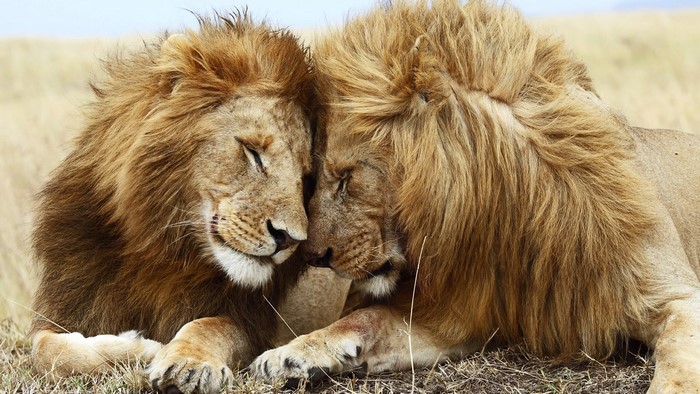 Two male lions resting together