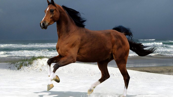 Brown horse running on a beach
