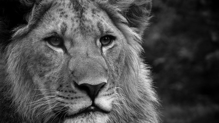 Close-up of a male lion's face in monochrome