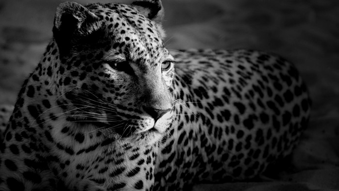 Monochrome Leopard Portrait