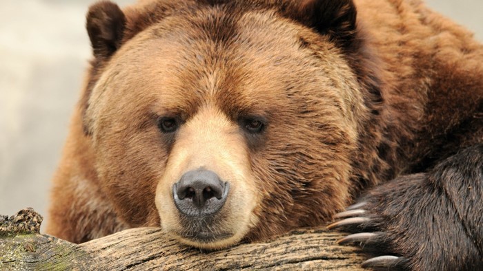 Huge Grizzly Bear