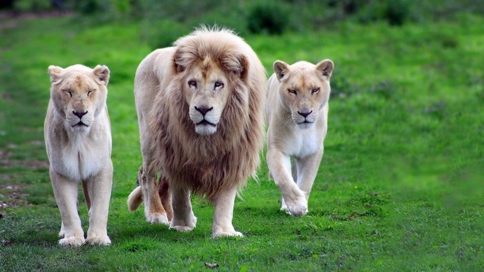 Three white lions walking on grass