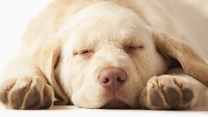 Labrador Retriever puppy sleeping