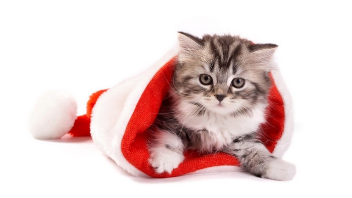 Kitten in a Santa hat