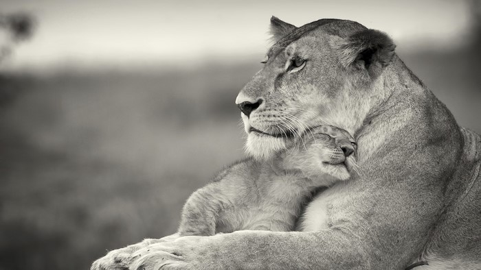 Lioness and cub in black and white