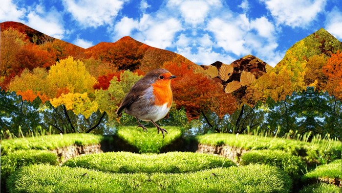 Robin bird in autumn forest landscape