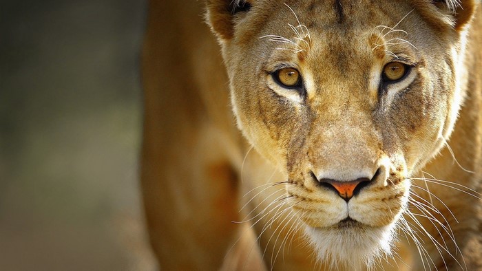 Close up of a lioness's face