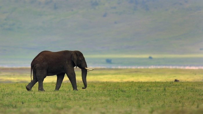 Lone elephant walking in a grassy plain