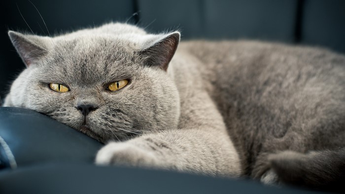 Lazy Gray British Shorthair Cat