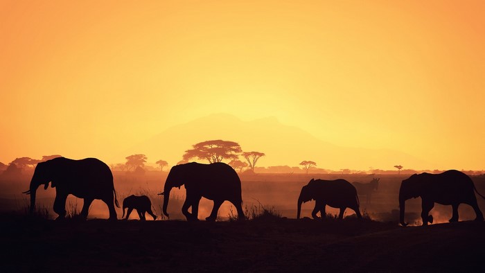 Elephants walking at sunrise in Africa