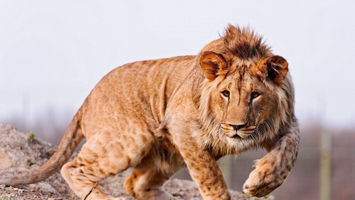 A young lion walks on rocky ground