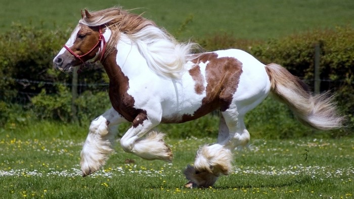 A piebald horse running in a field