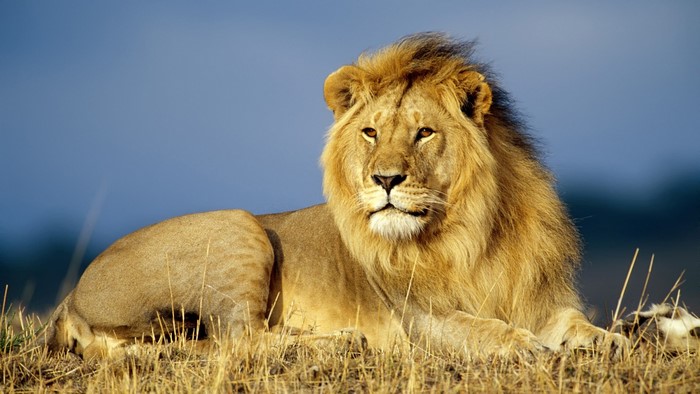 Lion resting on dry grass with blue sky