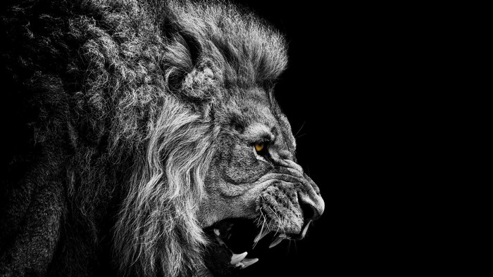 Lion Roaring in Black and White