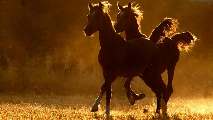 Two horses running in golden light