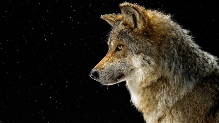 Wolf in the Snow