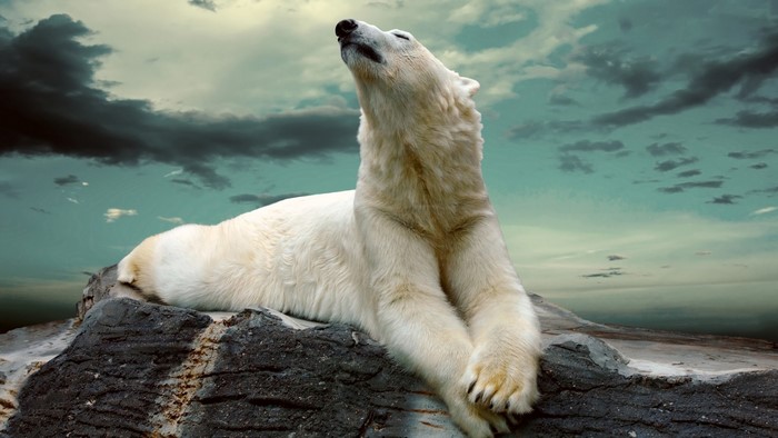Polar Bear Lying on Rocks