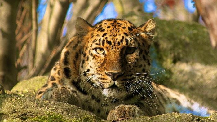 Leopard resting on a mossy rock