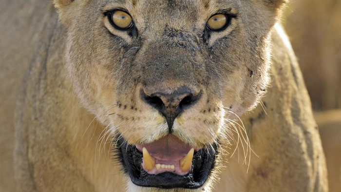 Close-up of a Lioness's face