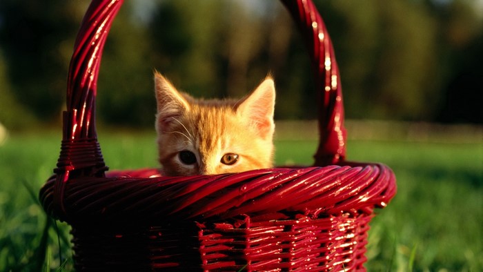 Kitten peeking out of a red basket