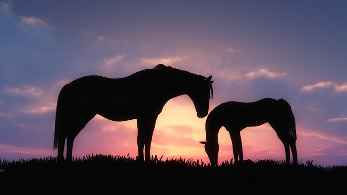 Horses silhouetted against a sunset