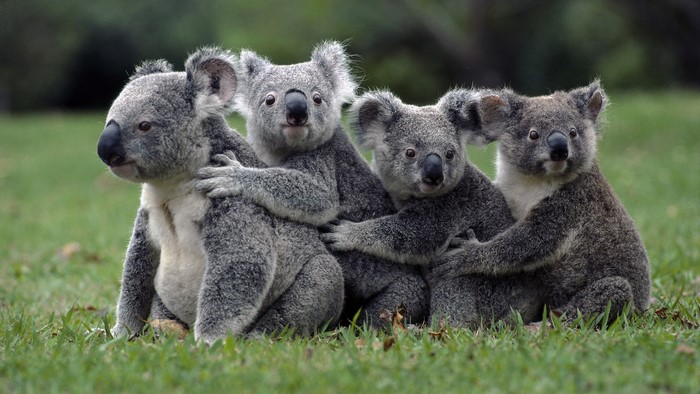 Four Koalas Sitting Together on Grass