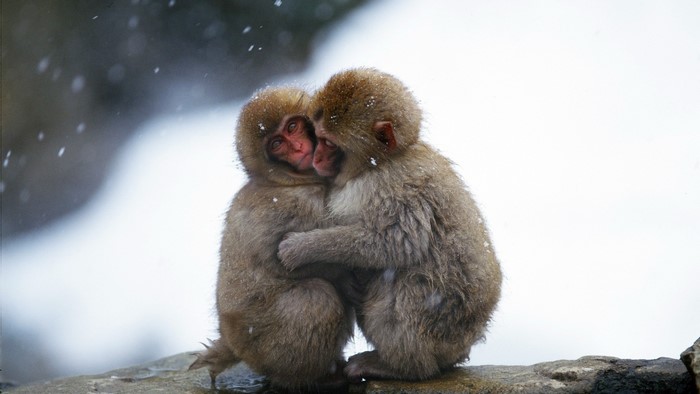 Two snow monkeys hugging in the snow