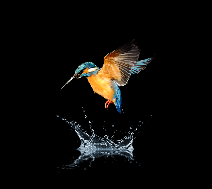 Kingfisher bird diving into water splash