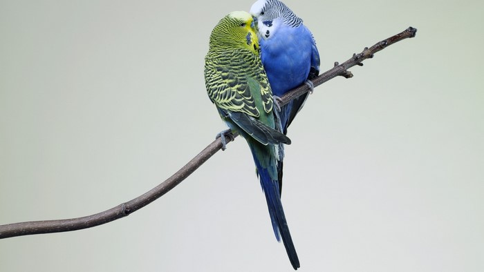 Two budgies kissing on a branch
