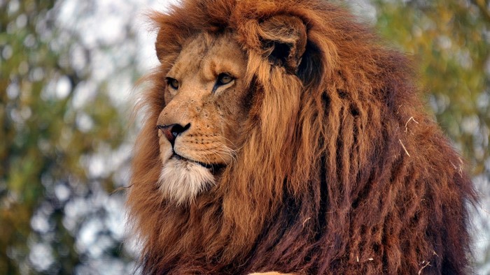 Lion with a mane