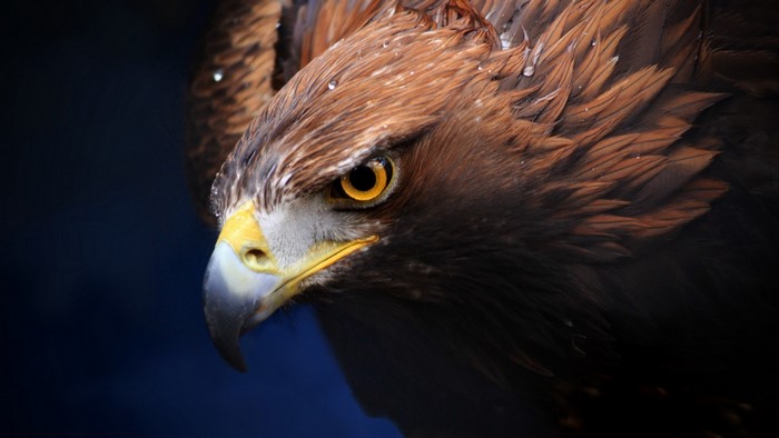 Close-up of a Golden Eagle's head