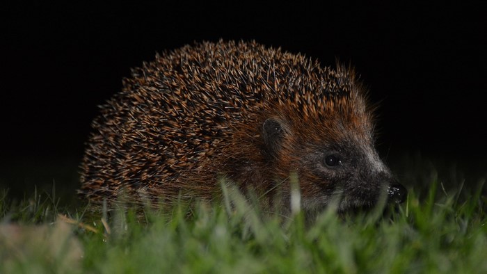 Hedgehog in the grass at night
