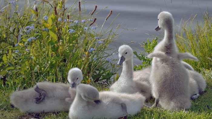 Black Swan Chicks by the Water