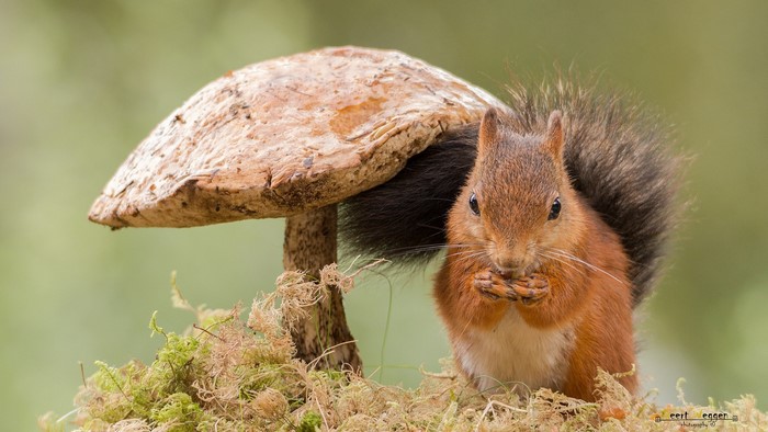 Red Squirrel Eating Under a Mushroom