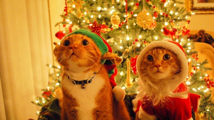 Two cats in Christmas costumes by a tree