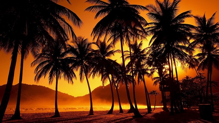 Palm trees on island coast at sunset